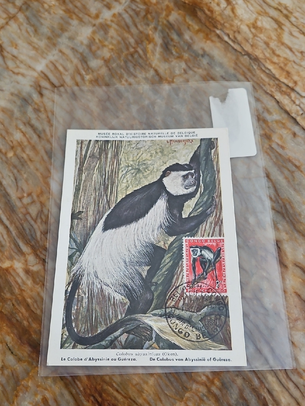 Vintage Colobus Monkey Postcard with Red Stamp